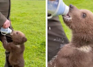 Un pui de urs a fost găsit în curtea unei pensiuni din Suceava