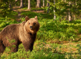 Urs găsit mort la granița dintre județele Suceava şi Harghita, în apropierea unei zone unde mai mulți ciobani au fost atacați de un urs în urmă cu zece zile