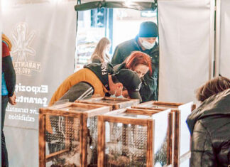 Galerie foto. Expoziţie educativă cu specii impresionante de tarantule, la Iulius Mall