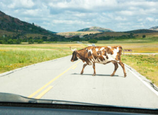 Accident în Suceava: Un pieton a fost rănit de o vacă acroșată de o mașină