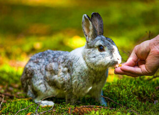 Tânăr din Suceava, reținut pentru folosirea de iepuri vii pentru dresajul câinilor
