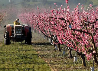 Cum va fi următoarea săptămână pentru agricultură? Specialiștii anunță secetă în Dobrogea, pe suprafeţe extinse din Moldova şi în unele zone din Muntenia şi Banat