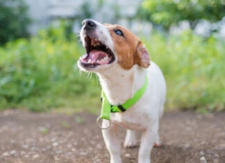 Un bărbat va executa 10 luni cu închisoare după ce câinele său a atacat o femeie